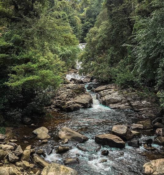 Sinharaja Rainforest